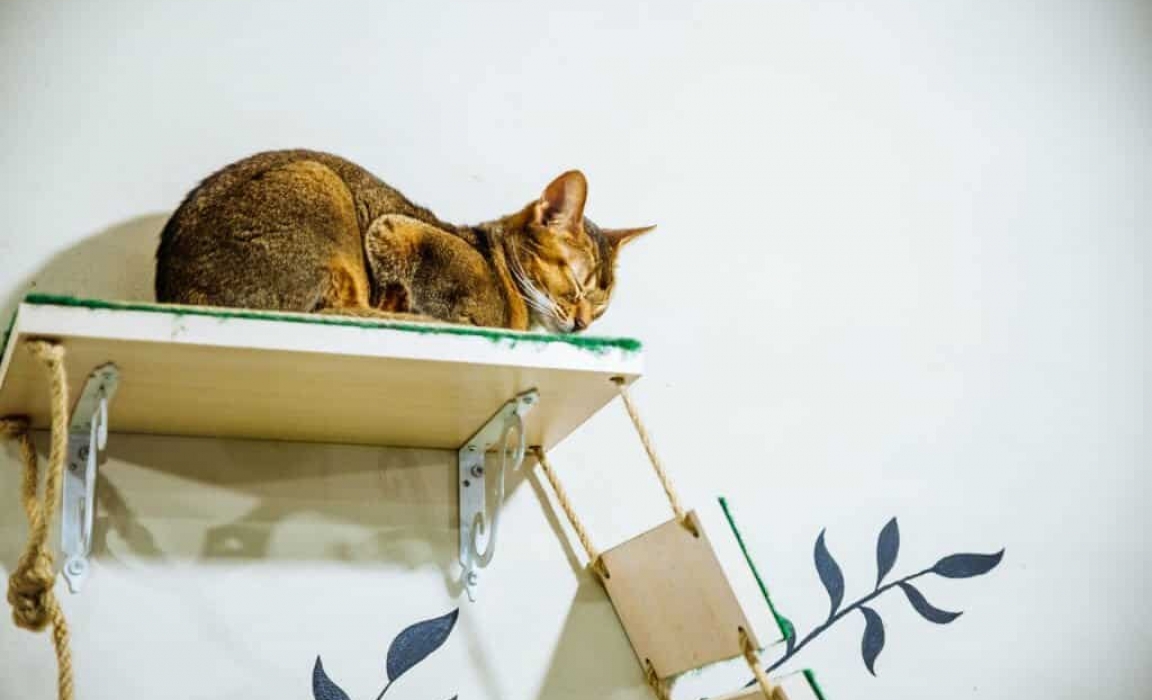 Professional Residential and Commercial Painters in Hobart